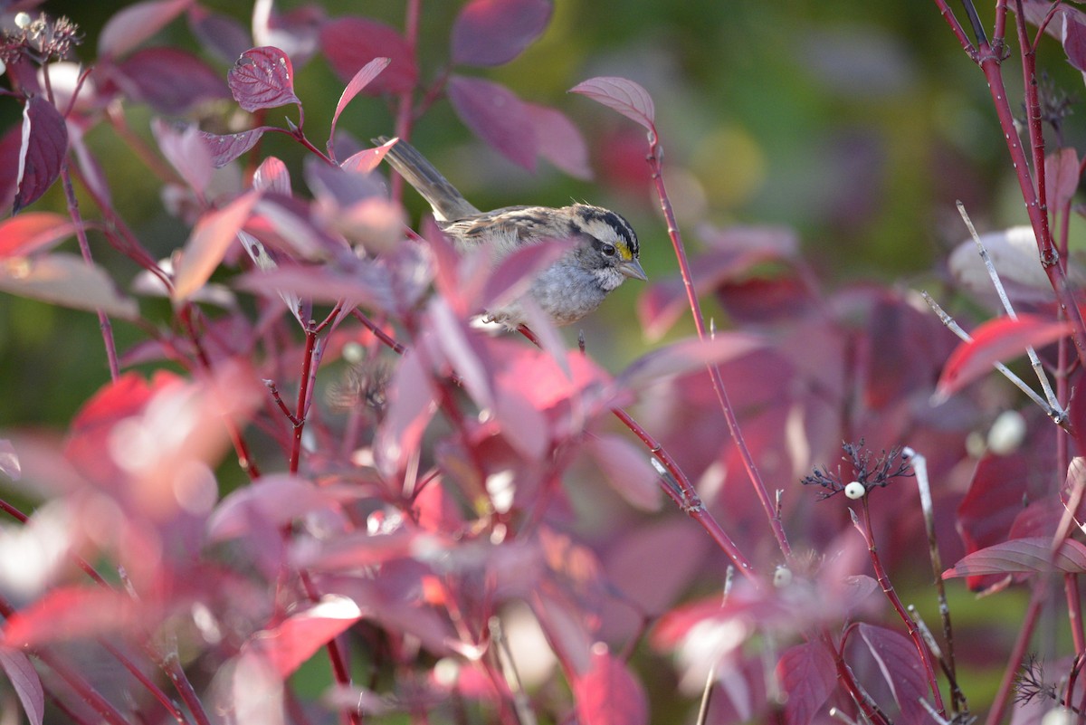 White-throated Sparrow - ML642538447