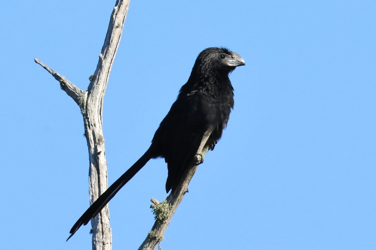 Groove-billed Ani - ML642538452