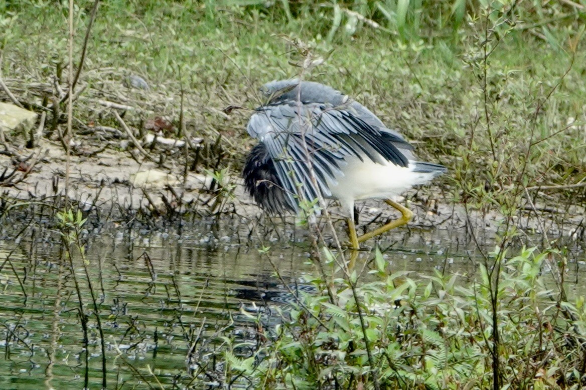 Tricolored Heron - ML642538456