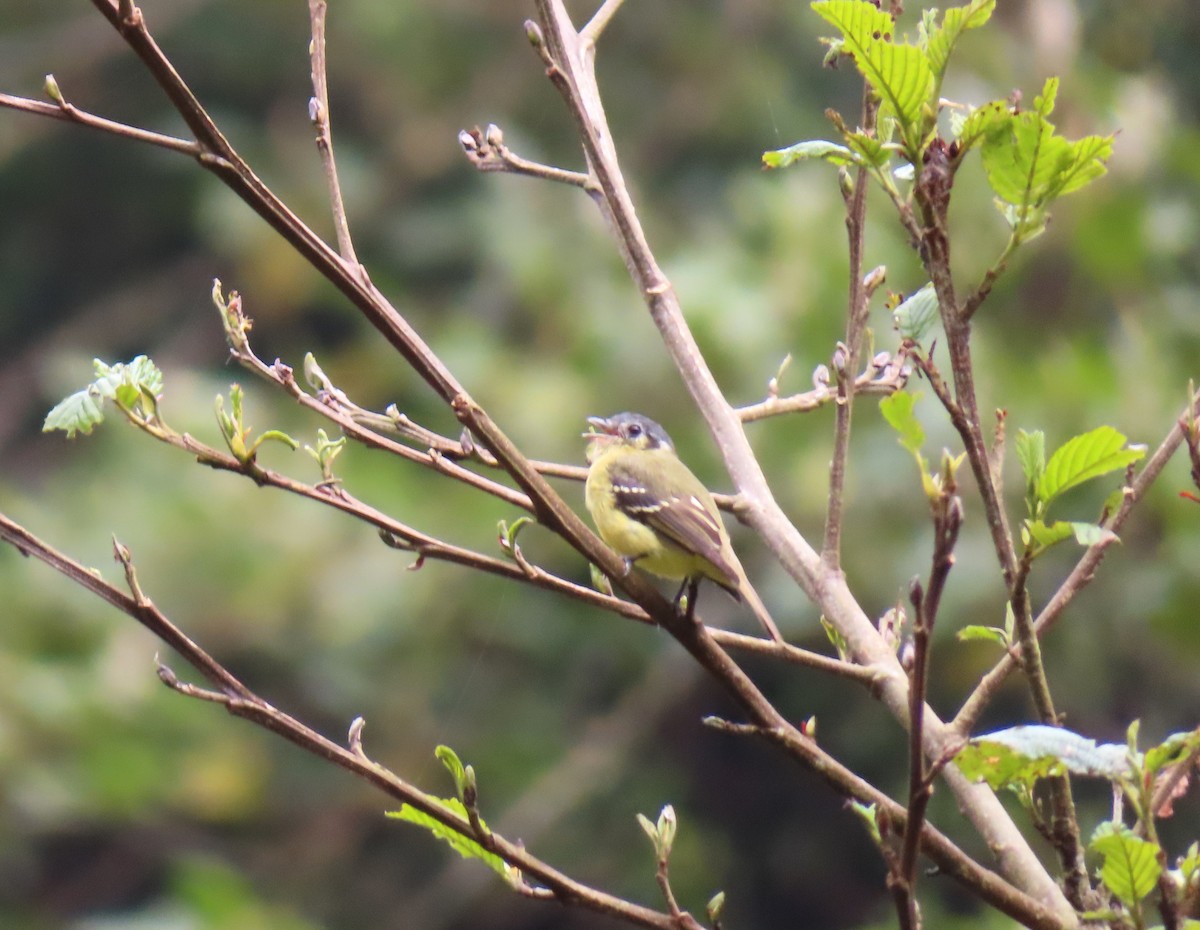 Ashy-headed Tyrannulet - ML642538490