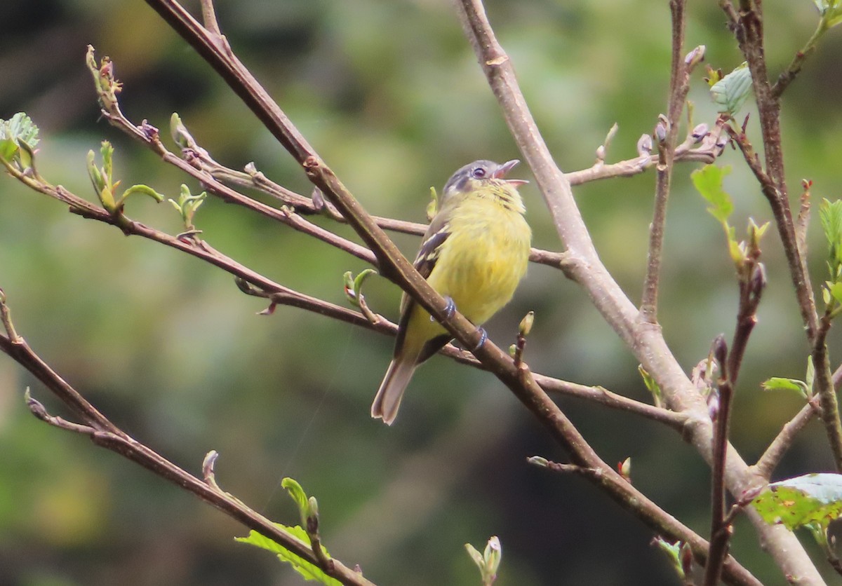 Ashy-headed Tyrannulet - ML642538494