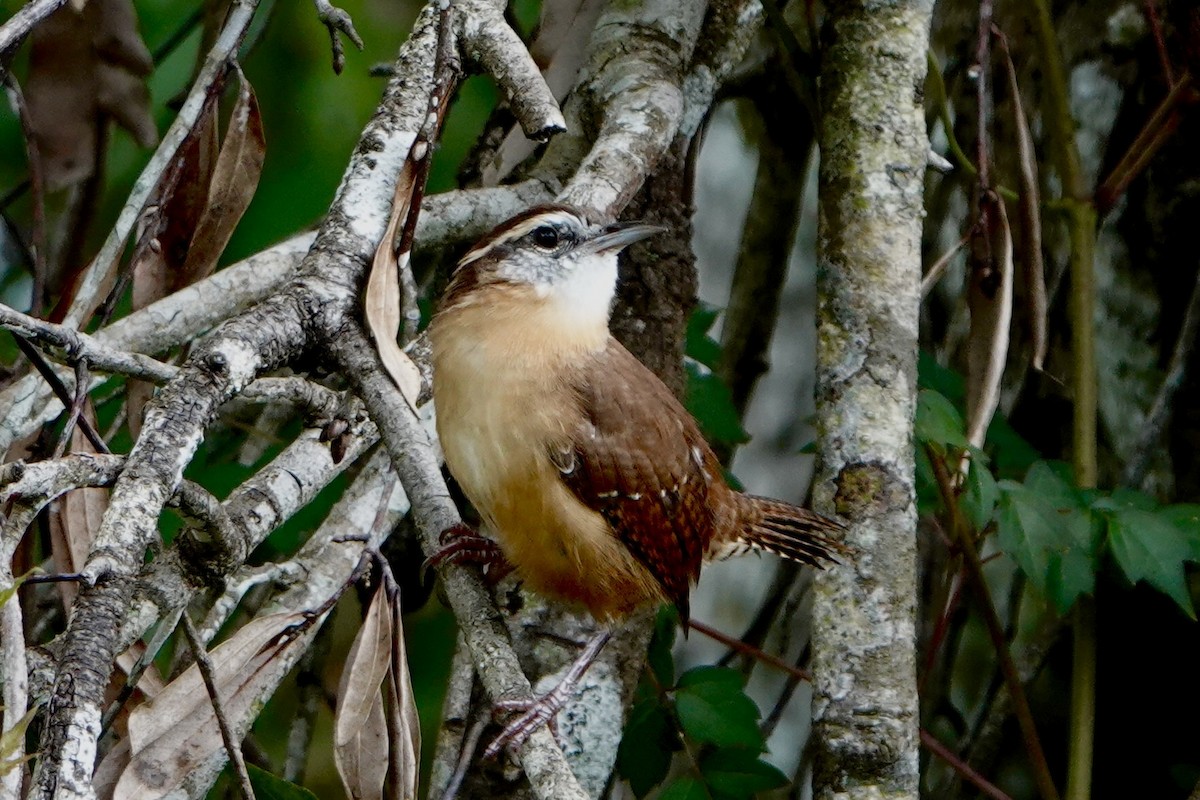 Carolina Wren - ML642538515