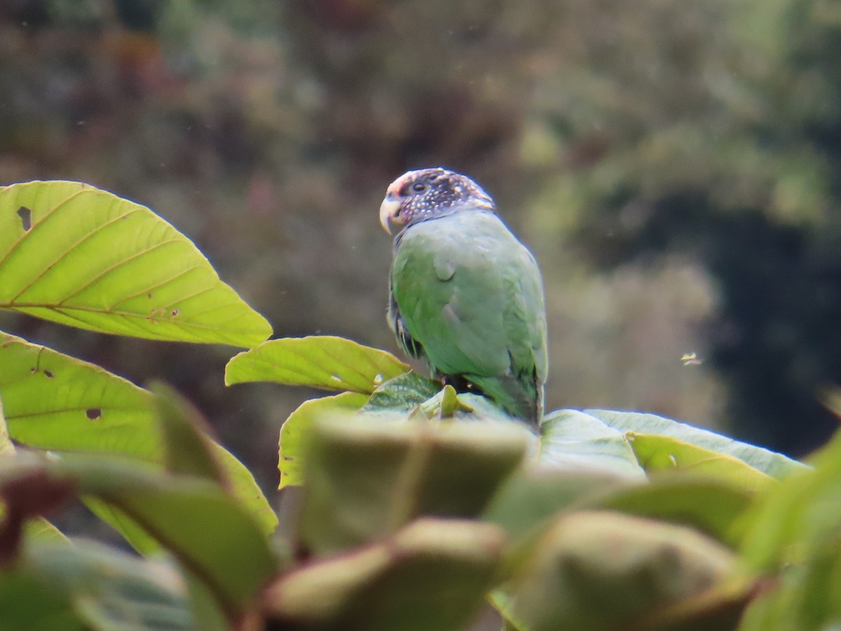 Speckle-faced Parrot - ML642538557