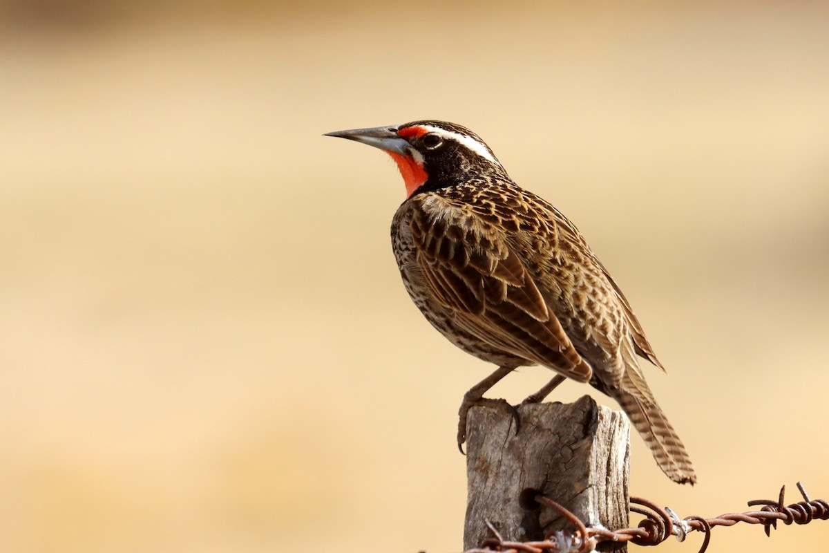 Long-tailed Meadowlark - ML642538584