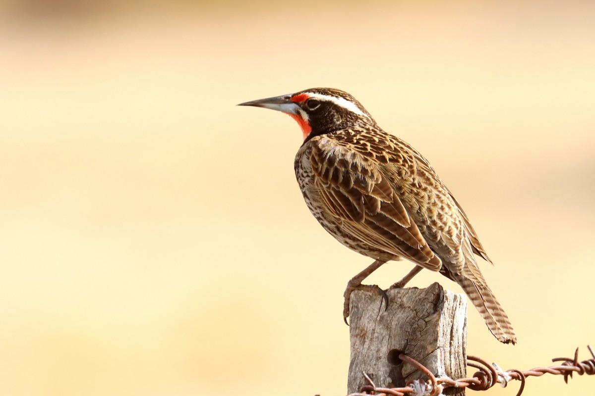 Long-tailed Meadowlark - ML642538585