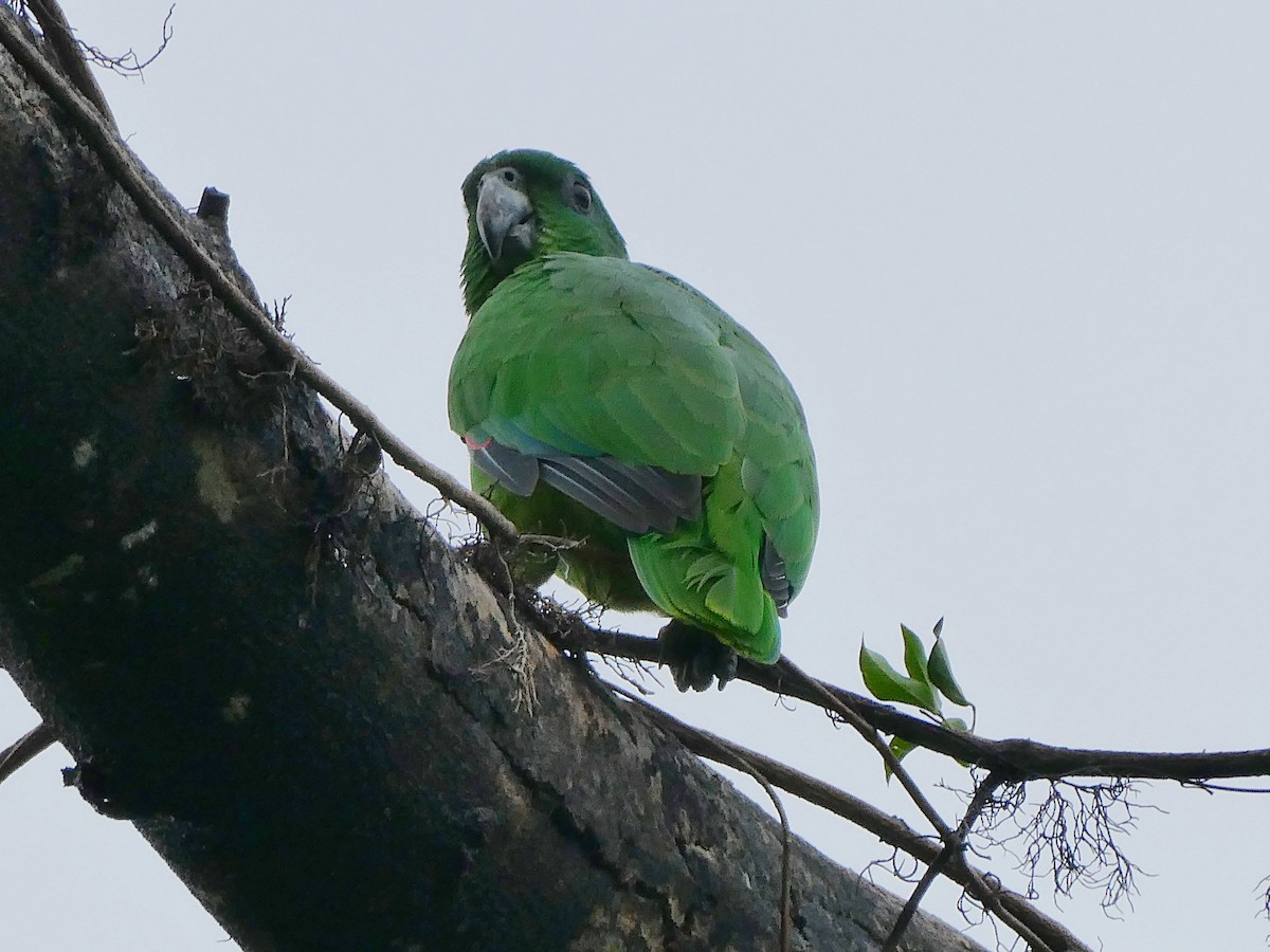 Black-billed Amazon - ML642538614