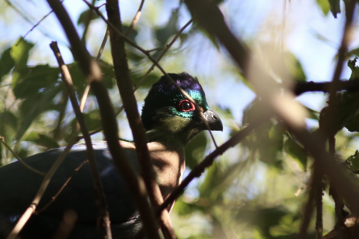 Purple-crested Turaco - ML642538671