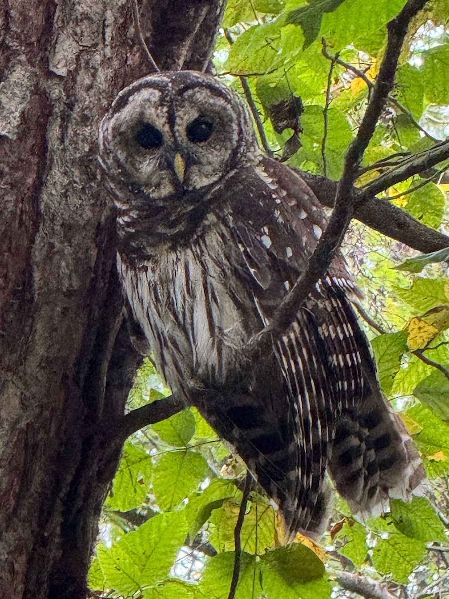 Barred Owl - ML642538672