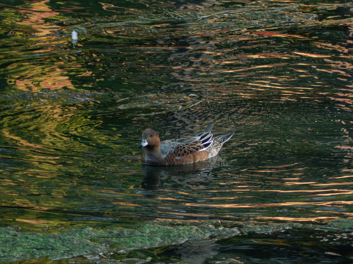 Canard siffleur - ML642538679