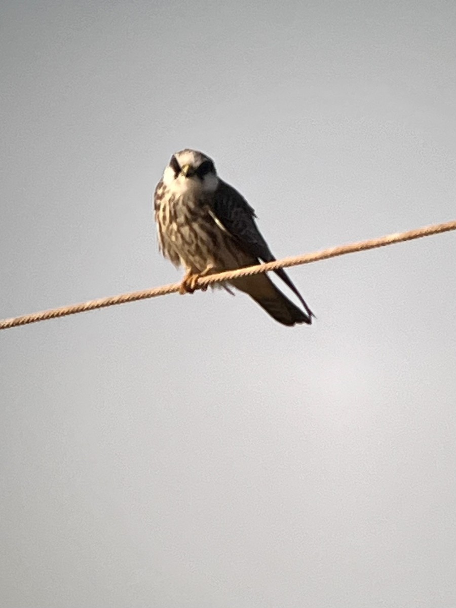 Red-footed Falcon - ML642538763