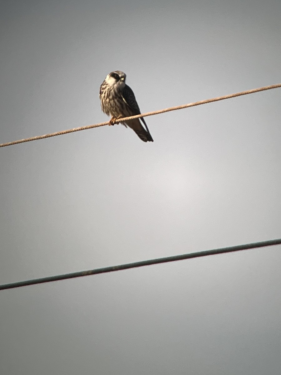 Red-footed Falcon - ML642538764