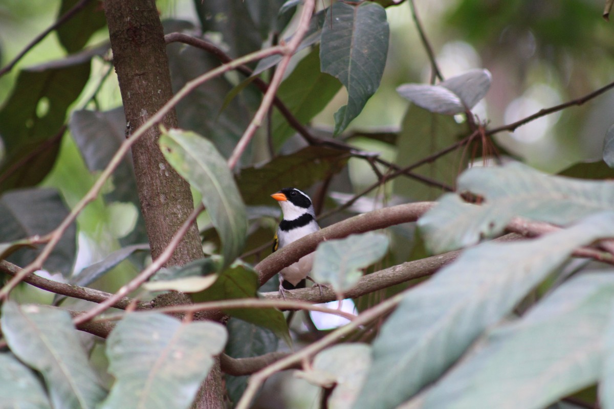 Saffron-billed Sparrow (Saffron-billed) - ML642538816