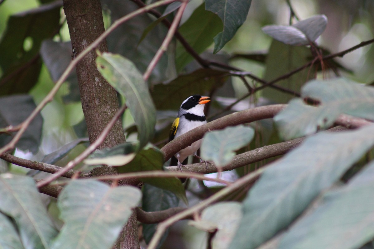 Saffron-billed Sparrow (Saffron-billed) - ML642538817