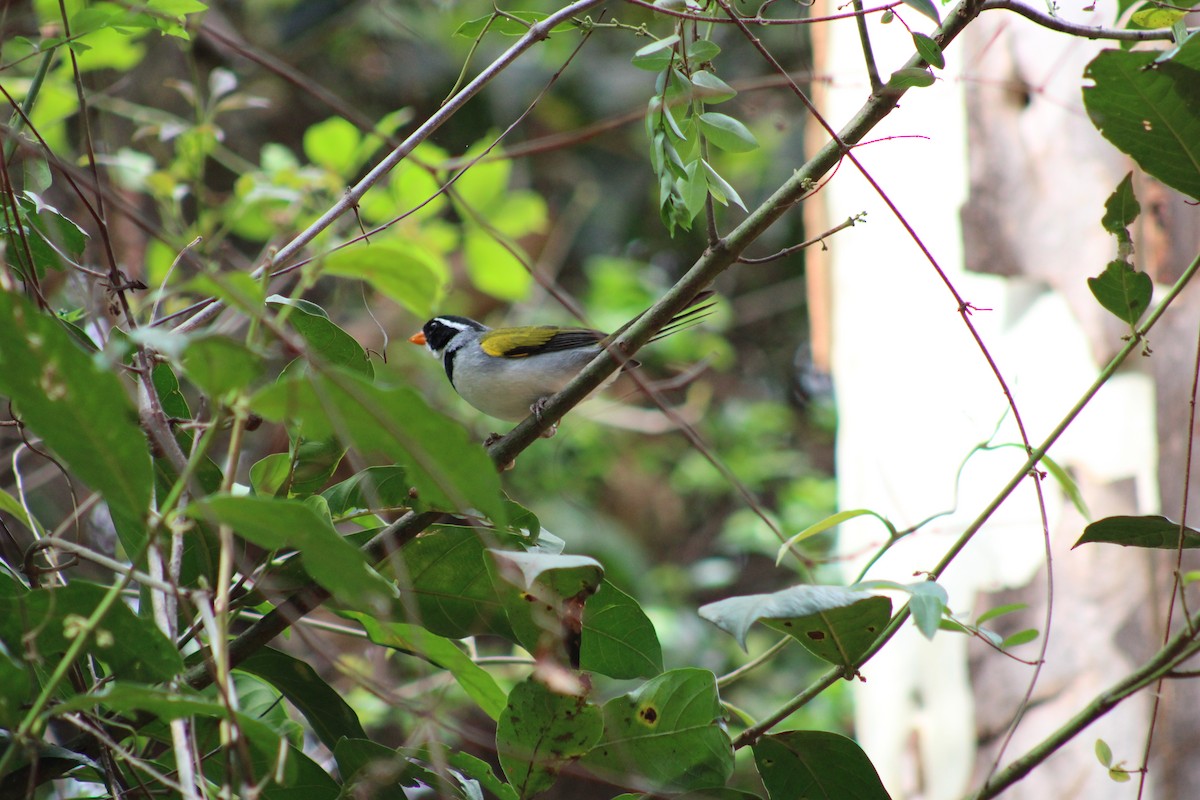 Saffron-billed Sparrow (Saffron-billed) - ML642538818