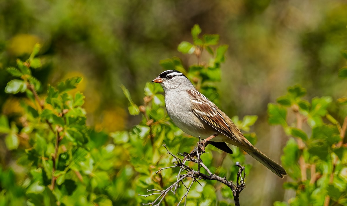 White-crowned Sparrow (Dark-lored) - ML642538826