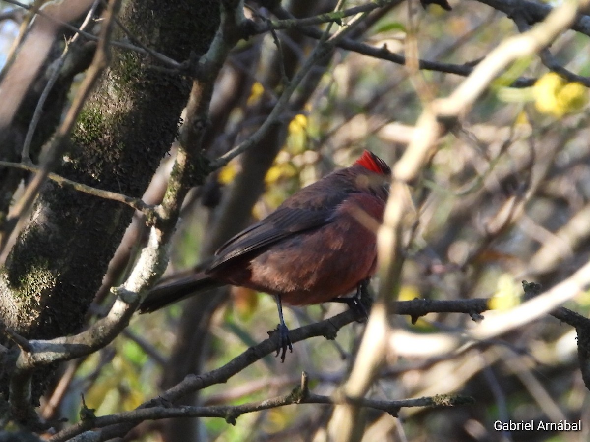 Red-crested Finch - ML642538833
