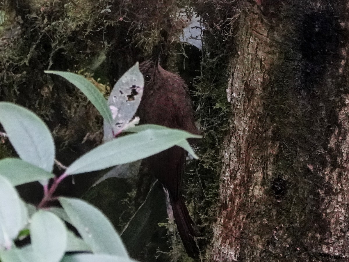 Tyrannine Woodcreeper - ML642538871