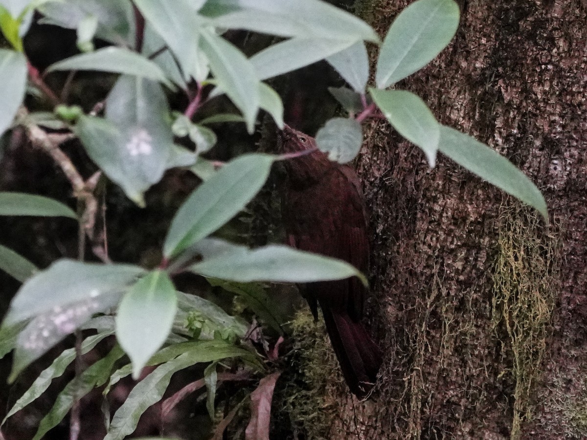 Tyrannine Woodcreeper - ML642538872
