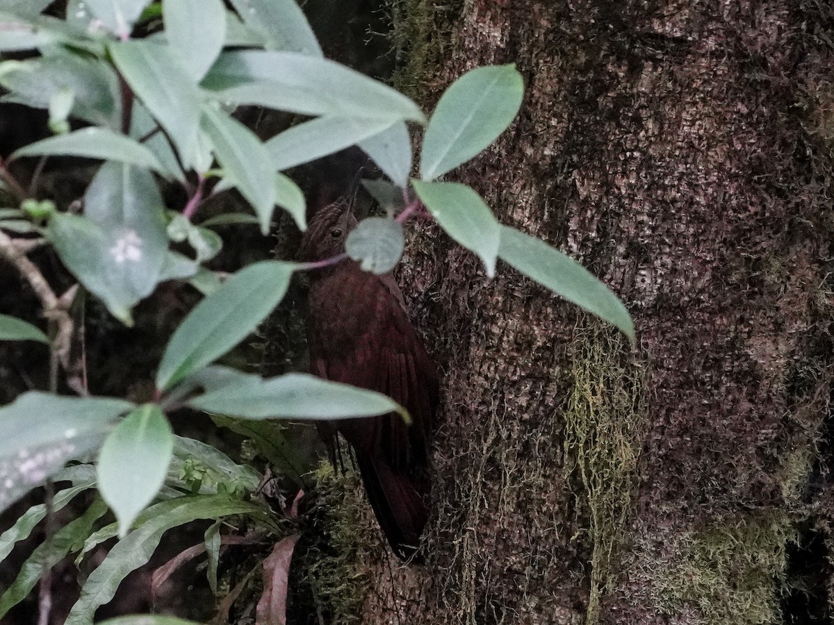 Tyrannine Woodcreeper - ML642538873