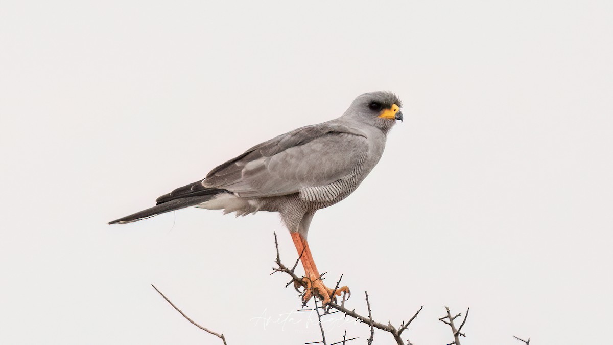 Eastern Chanting-Goshawk - ML642538874