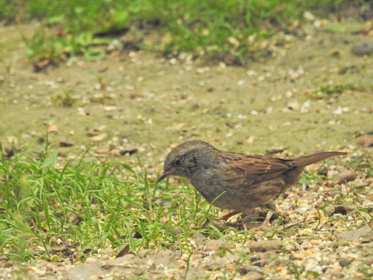 Dunnock - ML642538876