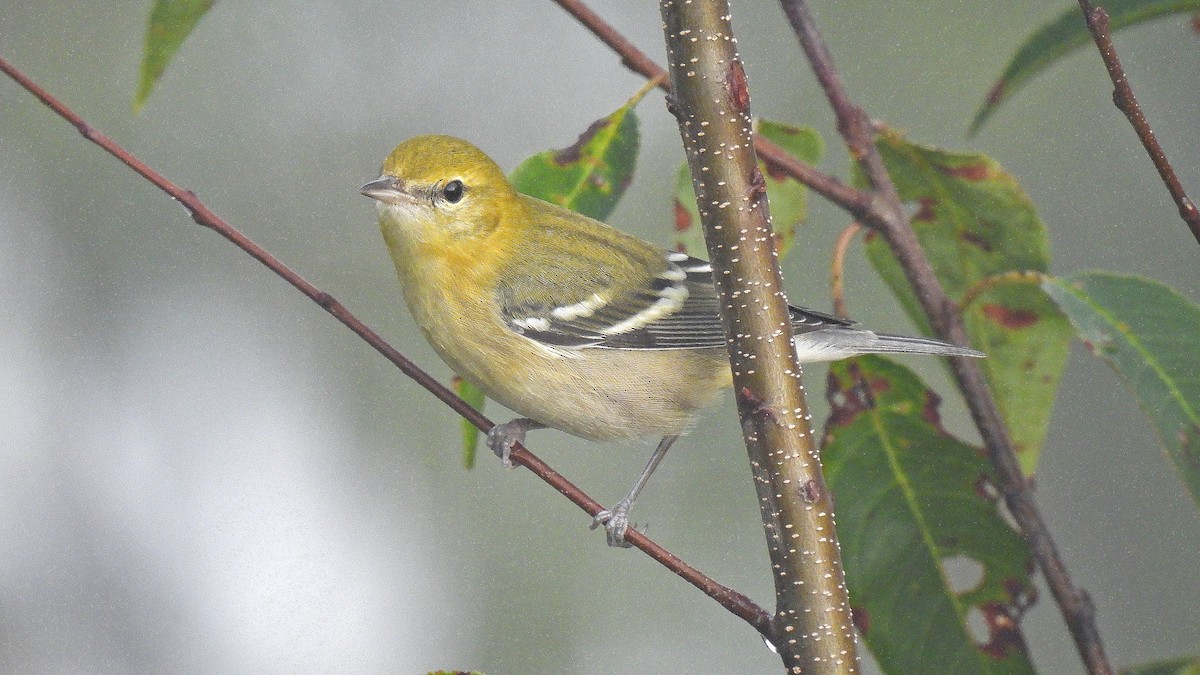 Bay-breasted Warbler - ML642538885