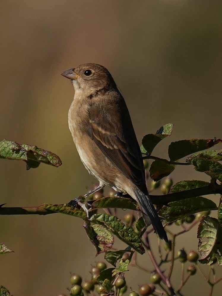 Indigo Bunting - ML642538888