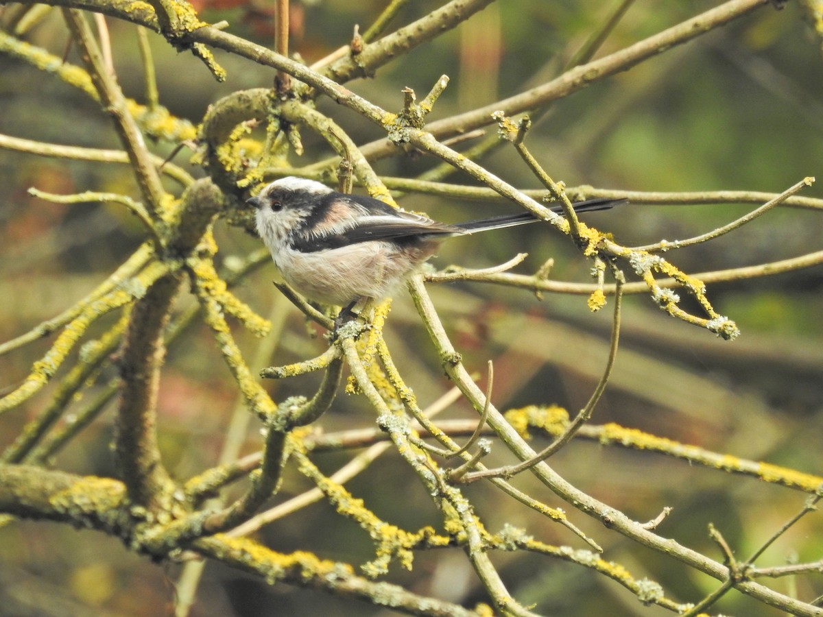 Long-tailed Tit - ML642538891