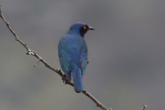 Black-bellied Starling - ML642538903