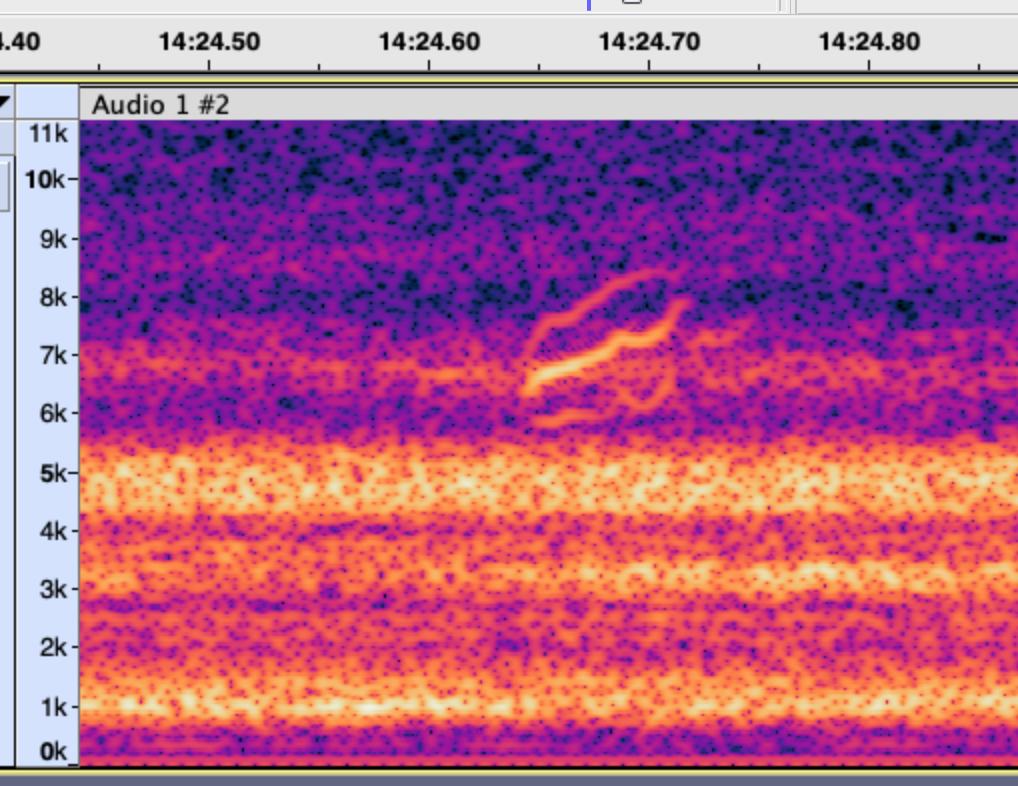 passerine sp. - ML642538929