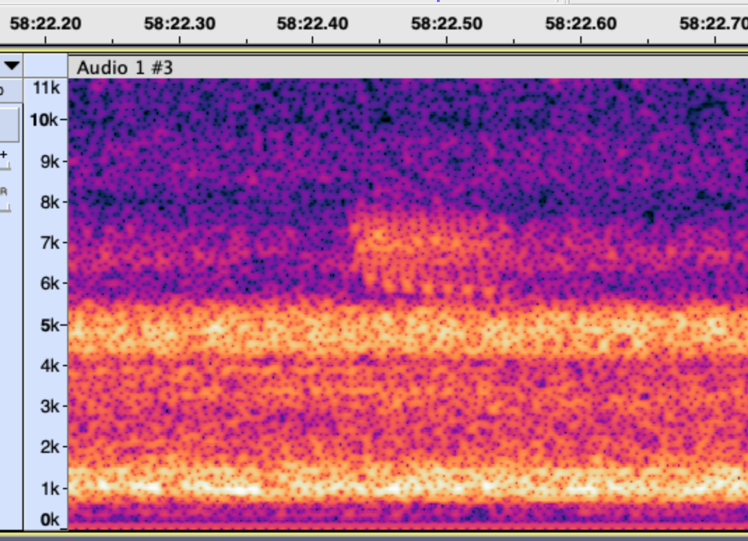 passerine sp. - ML642538930