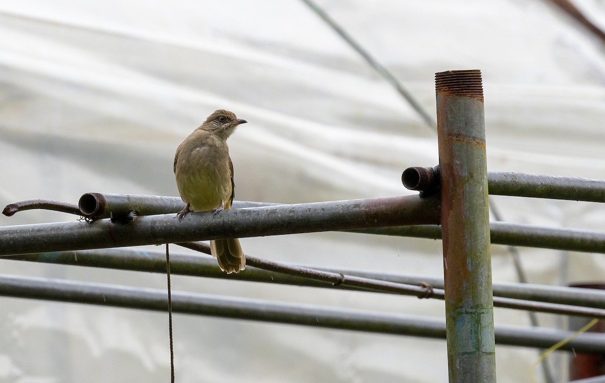 Bulbul de Conrad - ML642538972