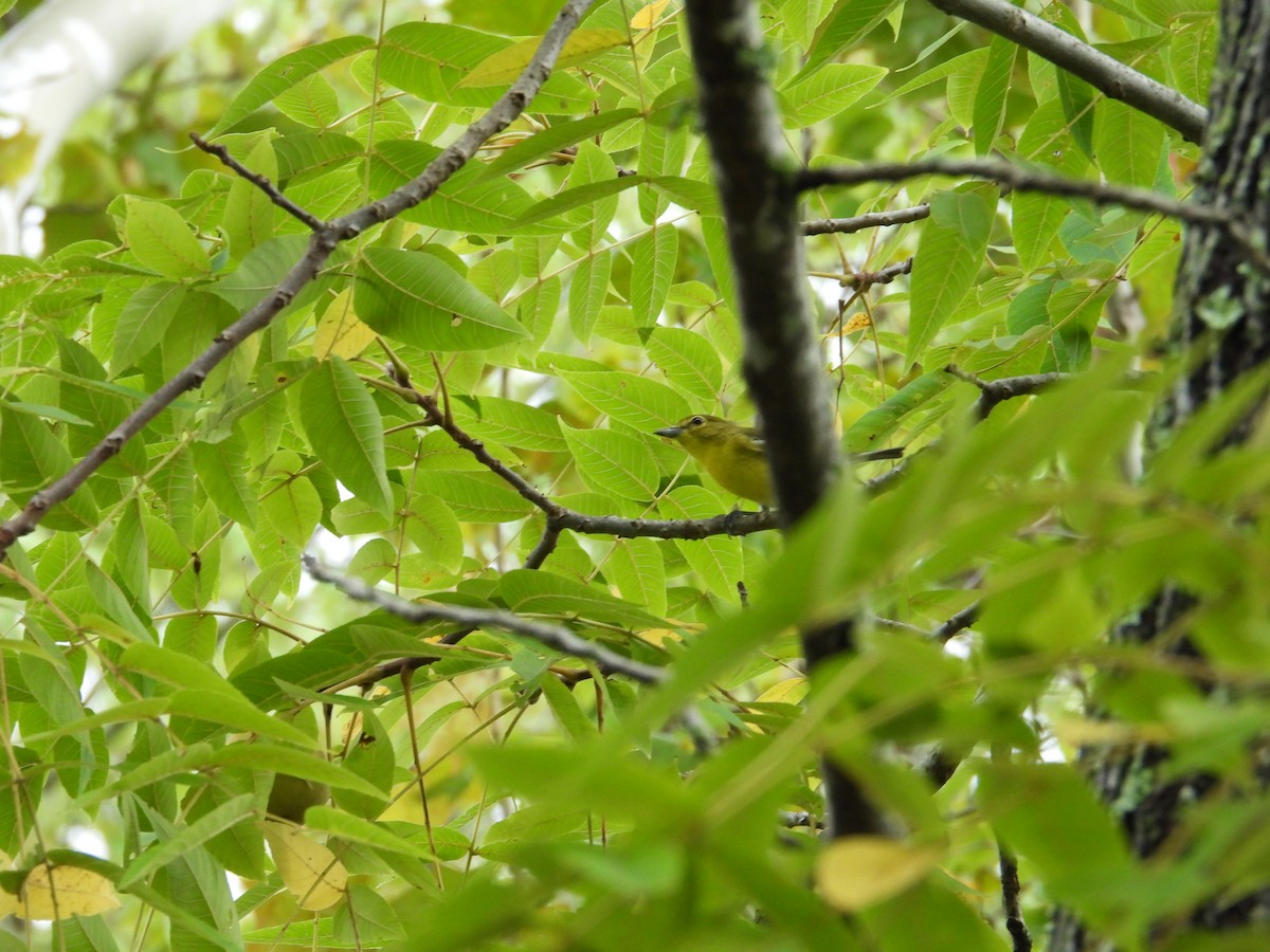 Yellow-throated Vireo - ML642538978