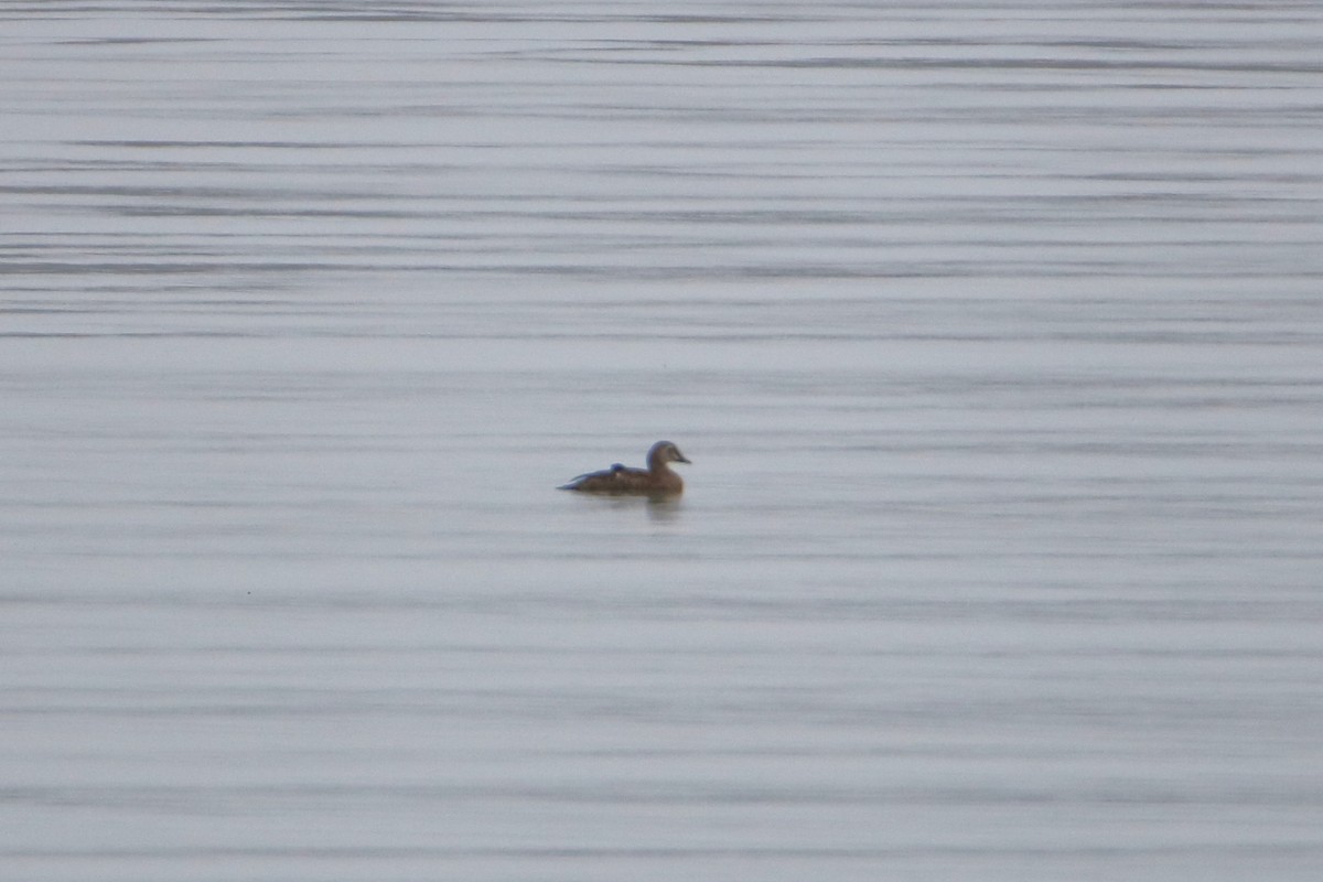 King Eider - ML642538979