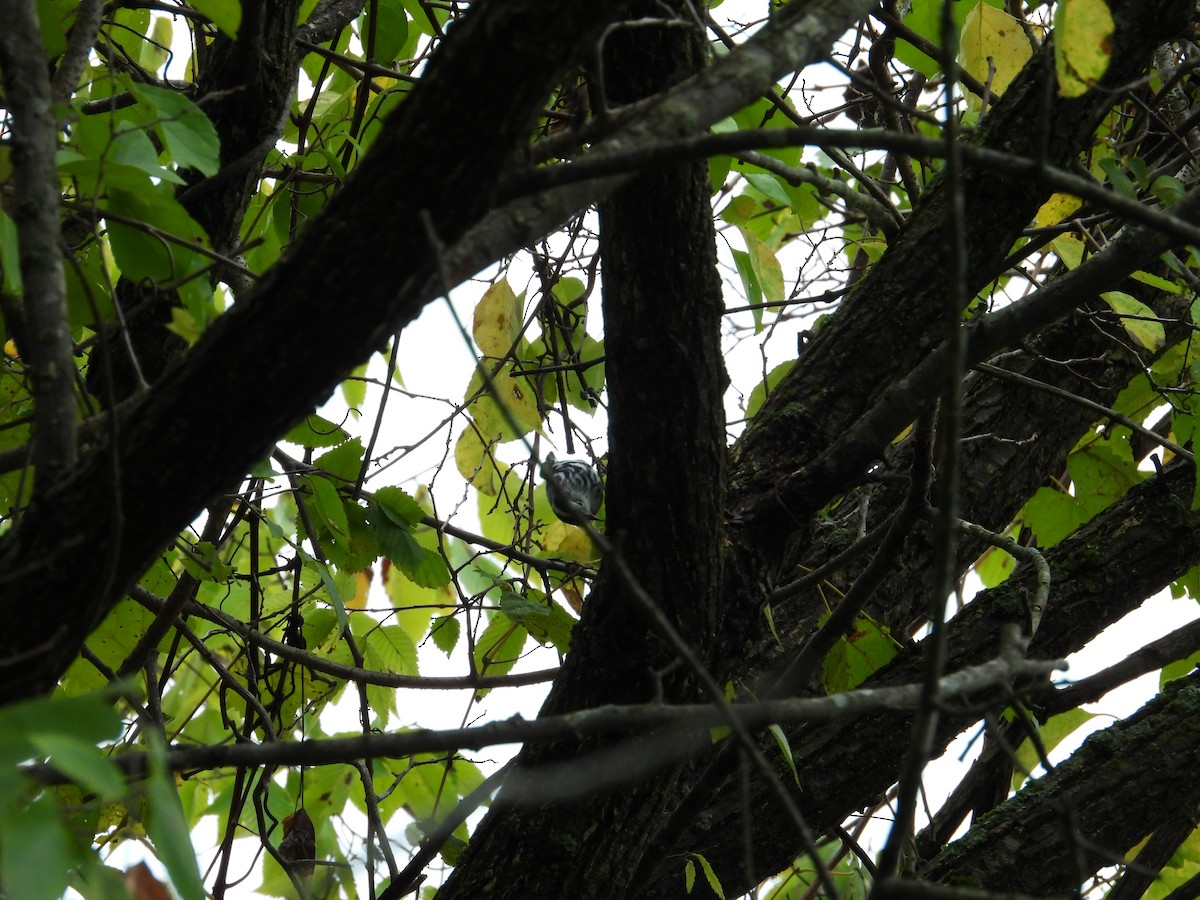 Black-and-white Warbler - ML642538993