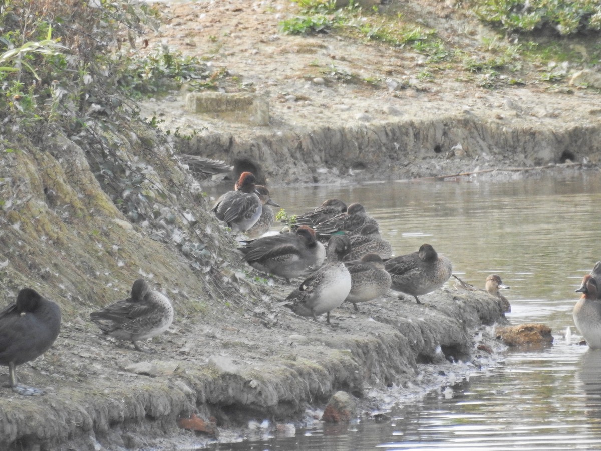 Green-winged Teal - ML642538994