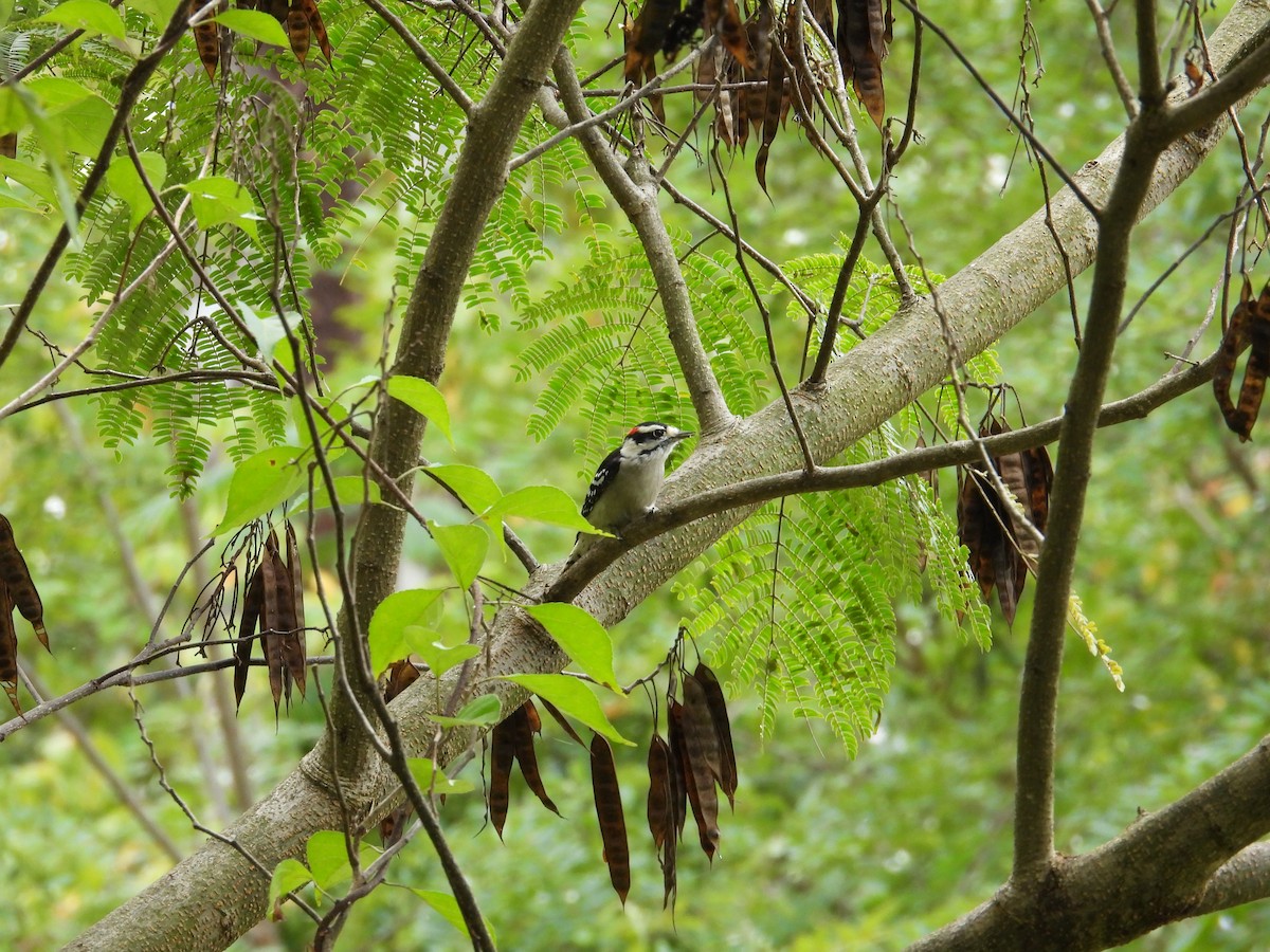 Downy Woodpecker - ML642539003