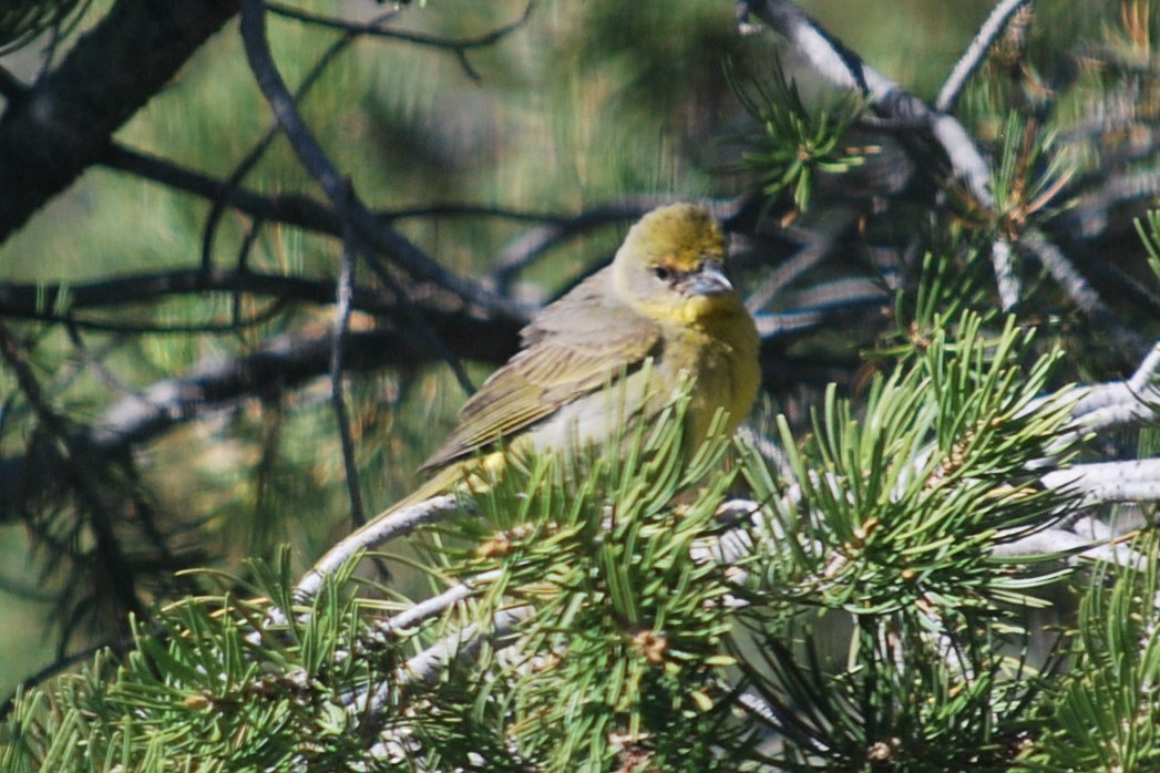 Hepatic Tanager - ML642539004