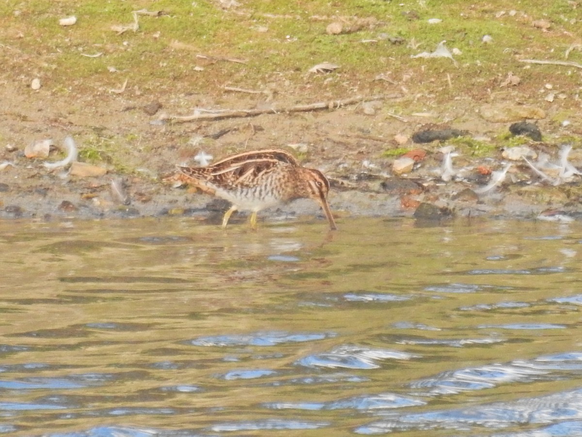 Common Snipe - ML642539009