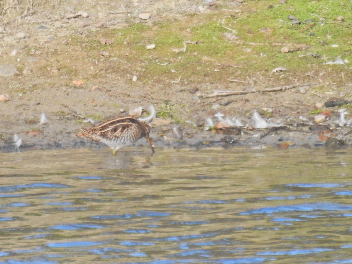 Common Snipe - ML642539010