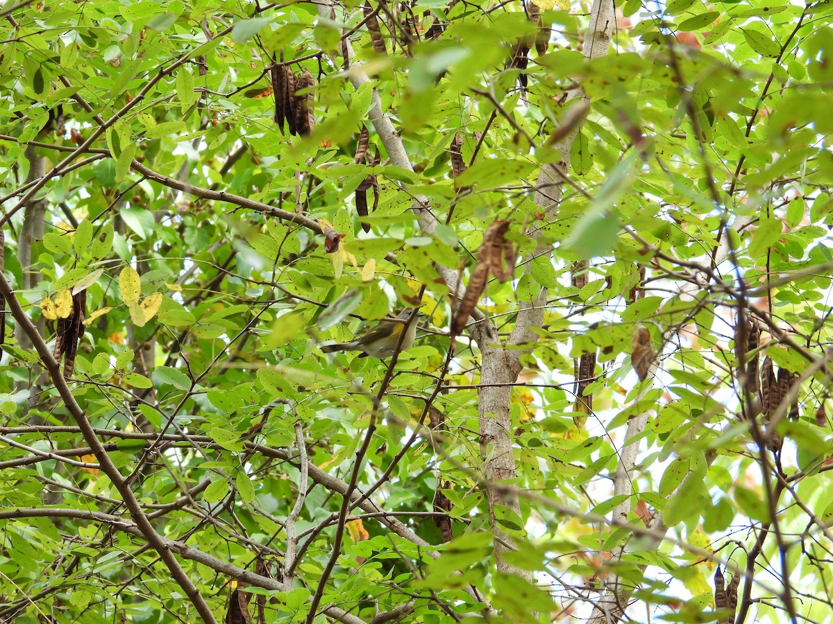American Redstart - ML642539037