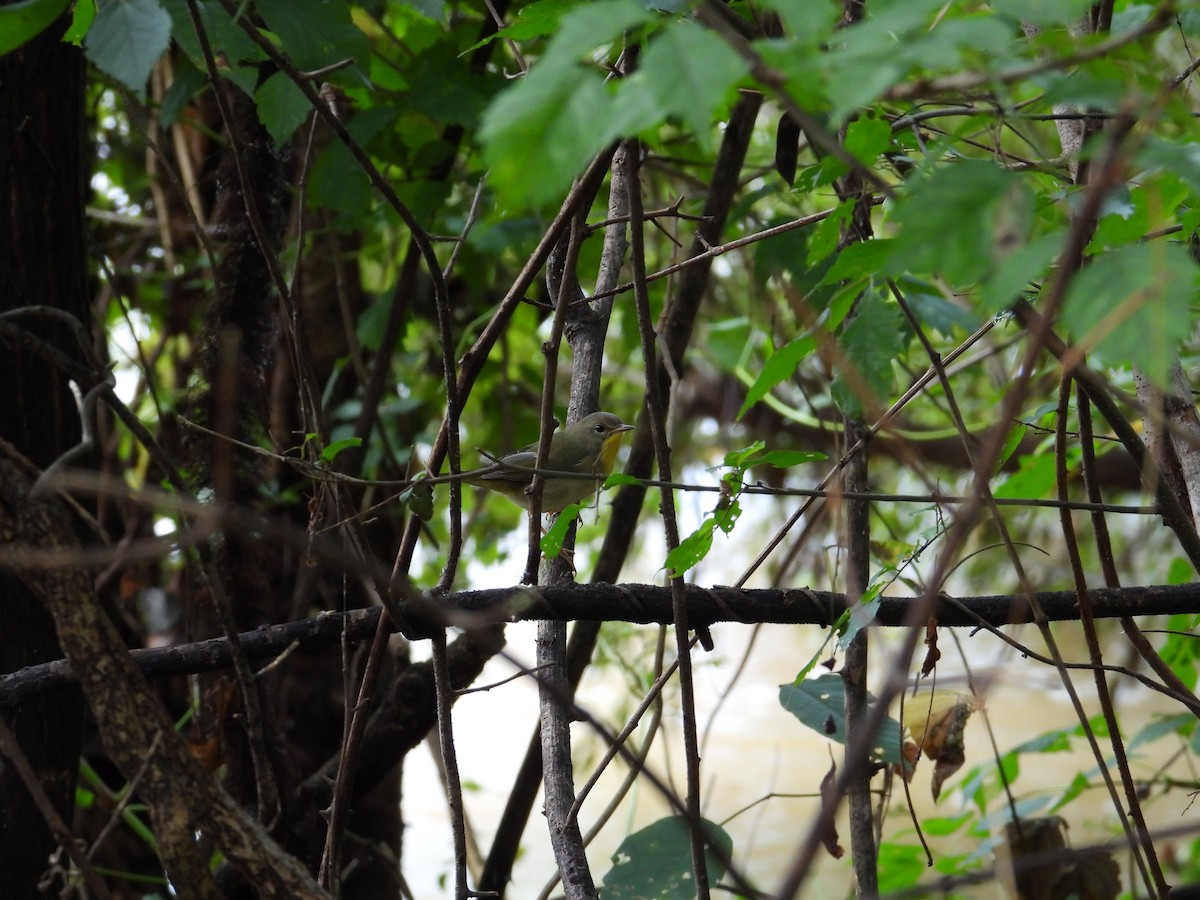 Common Yellowthroat - ML642539056