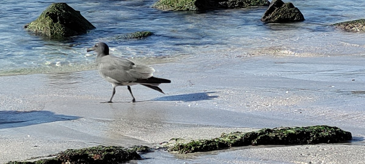 Lava Gull - ML642539059