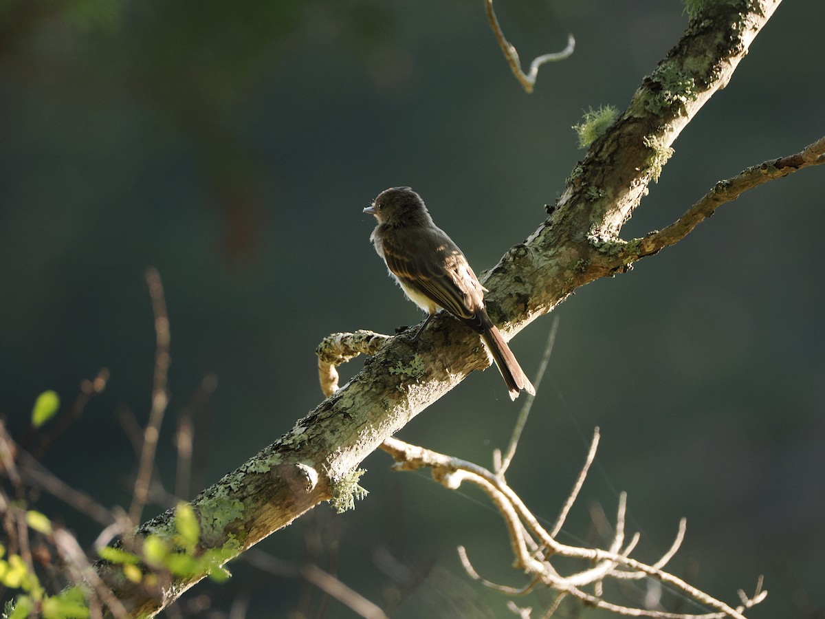 Alder/Willow Flycatcher (Traill's Flycatcher) - ML642539096