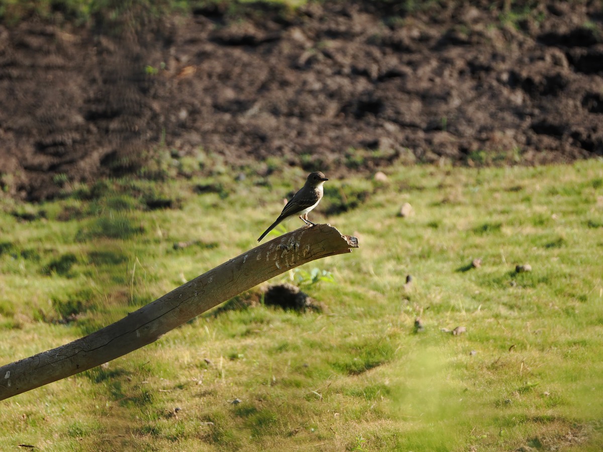 Alder/Willow Flycatcher (Traill's Flycatcher) - ML642539097