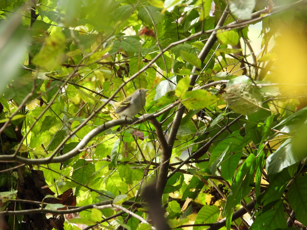 Chestnut-sided Warbler - ML642539098