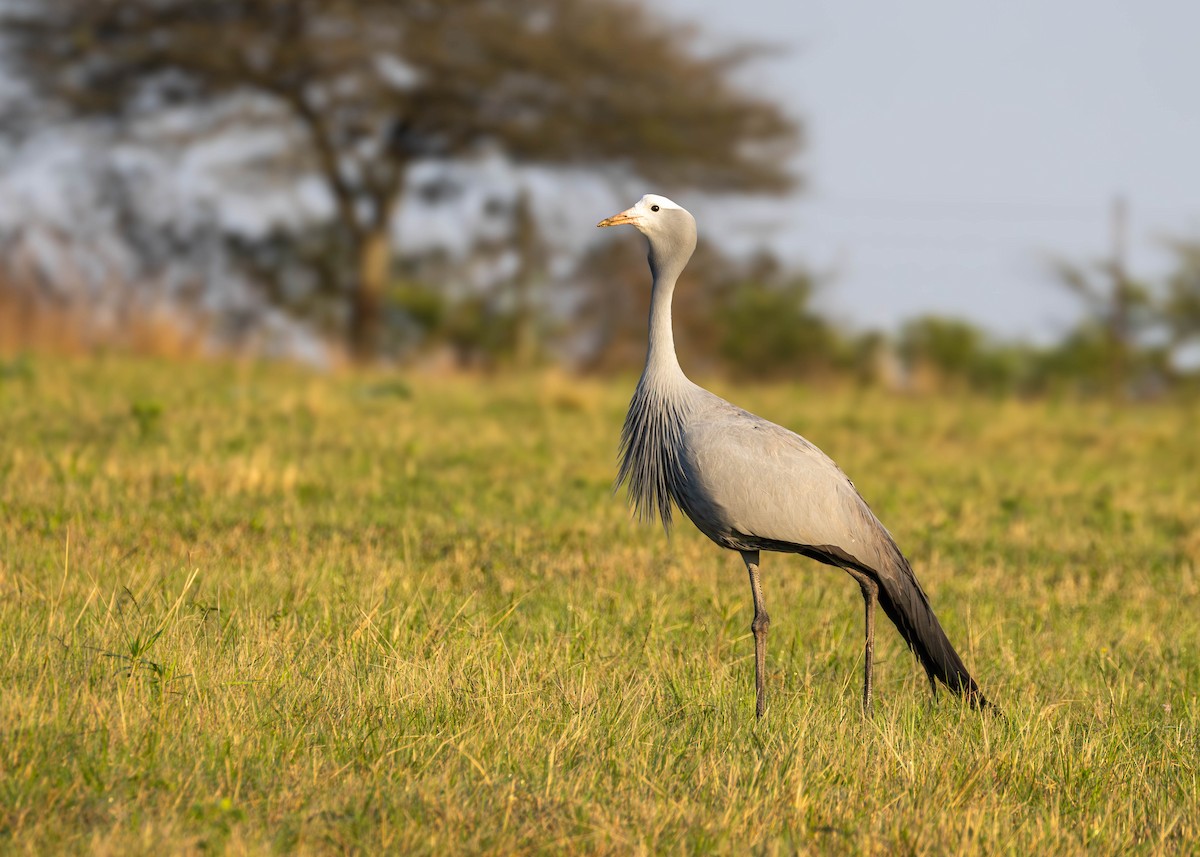 Blue Crane - ML642539101