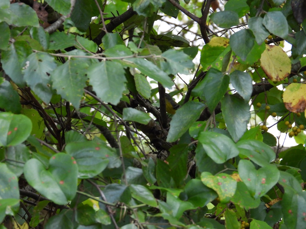 Magnolia Warbler - ML642539108