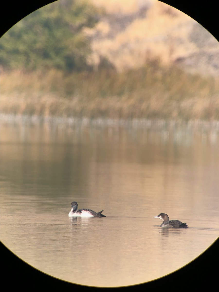 Common Loon - ML642539194