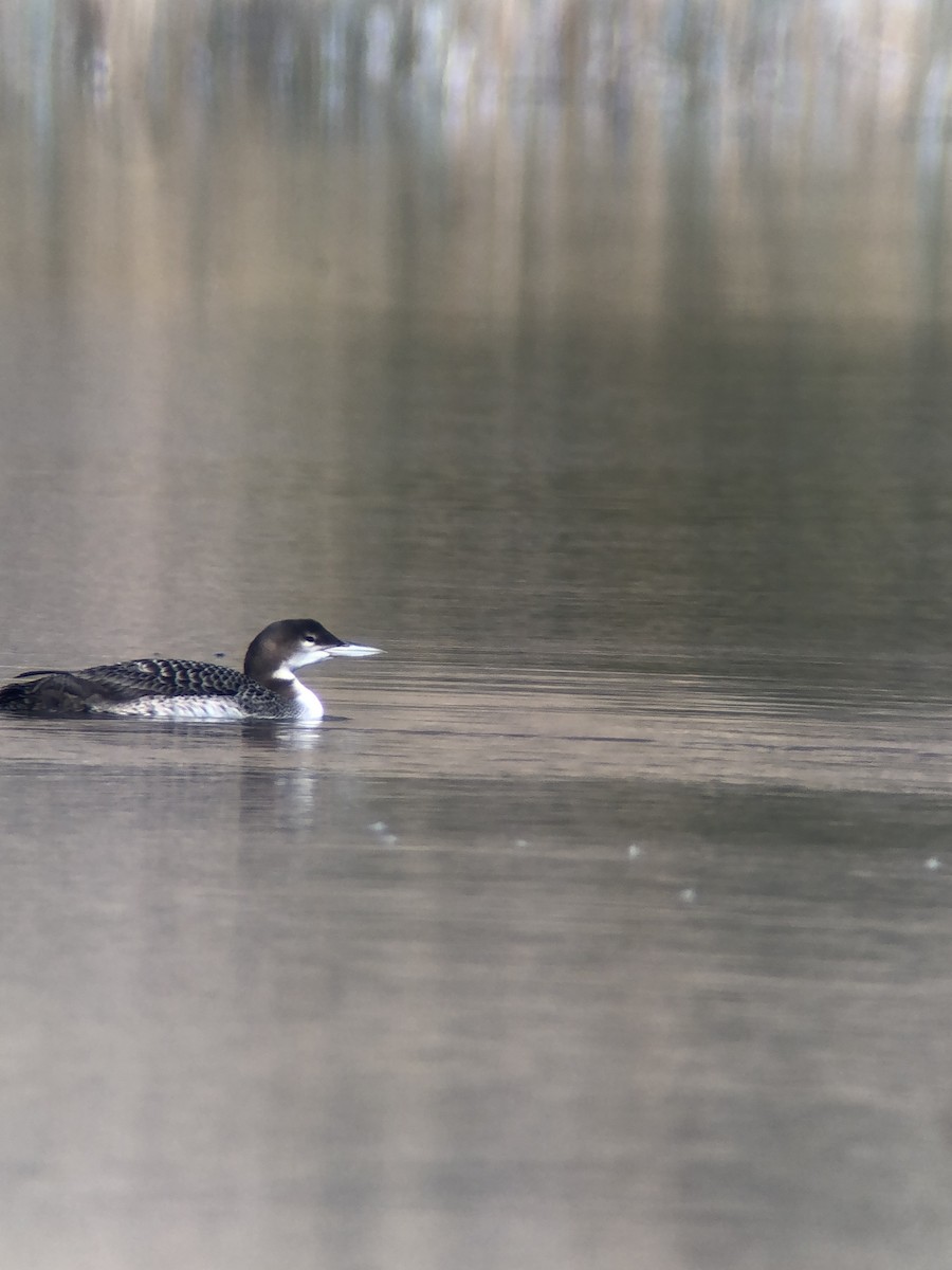 Common Loon - ML642539195